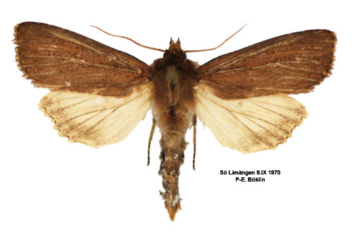 Kaveldunsfly Nonagria typhae