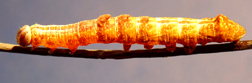 Poppeltandvinge Notodonta tritophus