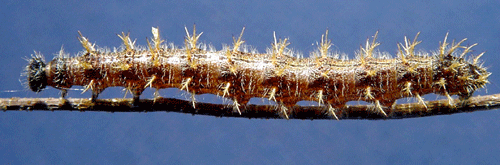 K�rsb�rsfuks Nymphalis polychloros