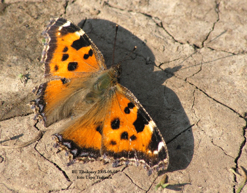 Videfuks Nymphalis xanthomelas