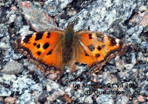 Videfuks Nymphalis xanthomelas