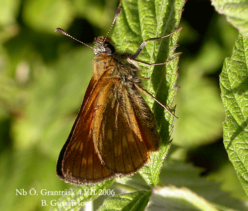 �ngssmygare Ochlodes faunus