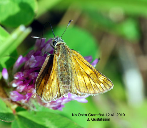�ngssmygare Ochlodes faunus