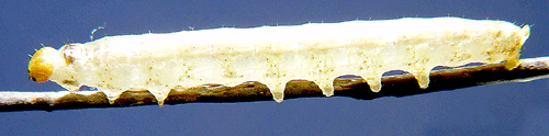 Bj�rkblekmaskspinnare Ochropacha duplaris