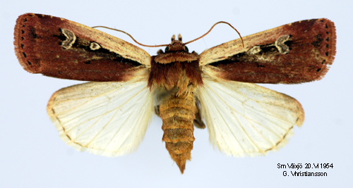 Mindre jordfly Ochropleura plecta