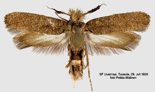 Kohornmal Ochsenheimeria taurella