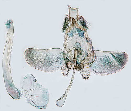 Uroxehornmal Ochsenheimeria urella