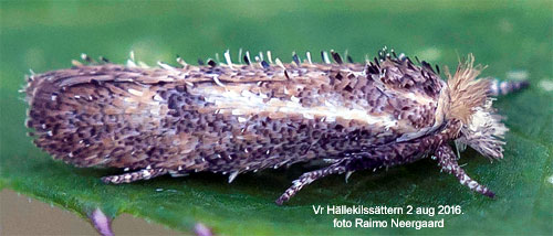 Uroxhornmal Ochsenheimeria urella