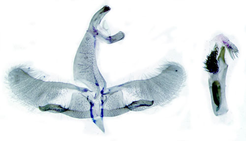 Vitbandad f�rnamal Oegoconia deauratella