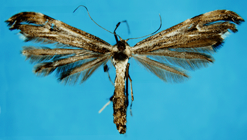 Allm�nt krisslefj�dermott Oidaematophorus lithodactyla