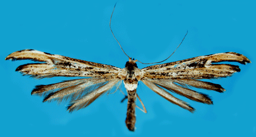 Brunbinkefj�dermott Oidaematophorus rogenhoferi