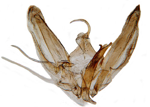 Brunbinkefjdermott Oidaematophorus rogenhoferi