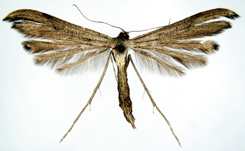 Gr�benkrisslefj�dermott Oidaematophorus vafradactylus