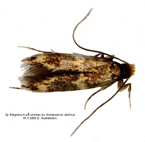 Murlavsmal Oinophila v-flava
