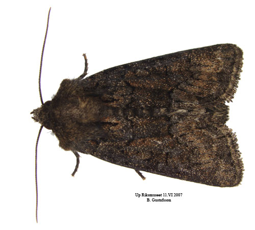 R�dskimrande �ngsfly Oligia latruncula