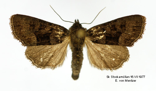 Brokigt ängsfly Oligia versicolor