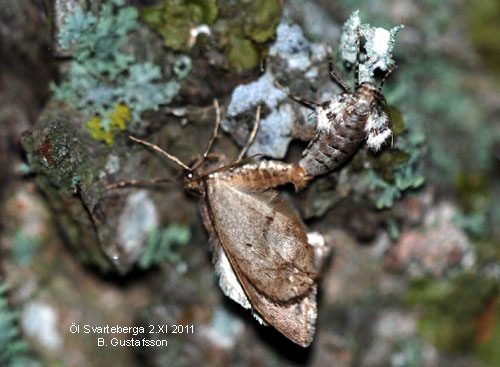 Allm�n frostfj�ril Operophtera brumata