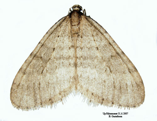 Allm�n frostfj�ril Operophtera brumata