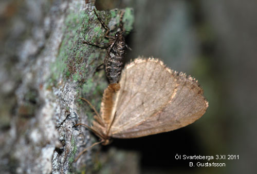 Bj�rkfrostfj�ril Operophtera fagata