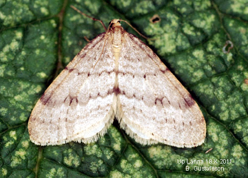 Bj�rkfrostfj�ril Operophtera fagata