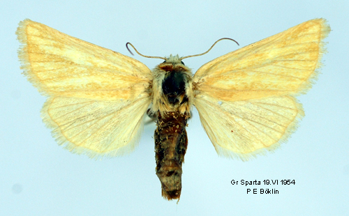 Halmfly Oria musculosa