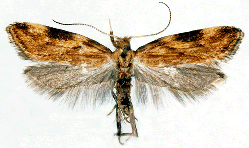 Blåklockepraktmal Orophia ferrugella
