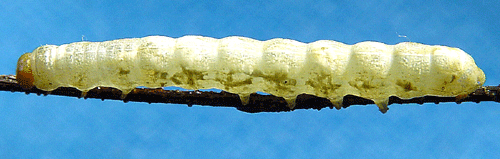Of�r�nderligt s�lgfly Orthosia cerasi