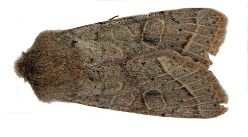 Busksälgfly Orthosia cerasi