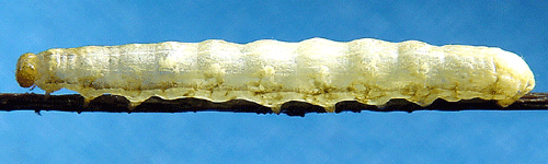 Allm�nt s�lgfly Orthosia gothica