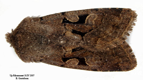 Allm�nt s�lgfly Orthosia gothica