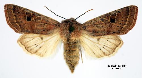 Grått sälgfly Orthosia gracilis