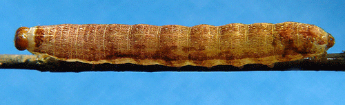 Brunbandat s�lgfly Orthosia opima