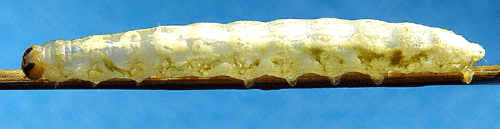 Asps�lgfly Orthosia populeti