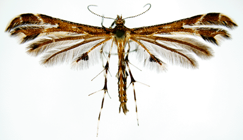 Flockfibblefj�dermott Oxyptilus chrysodactyla
