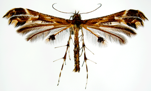 Backfibblefj�dermott Oxyptilus ericetorum