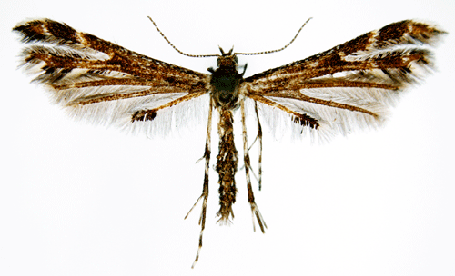 Sandfibblefj�dermott Oxyptilus parvidactyla