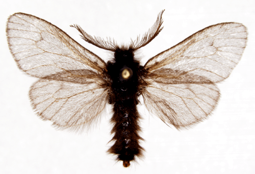 Ljungsckspinnare Acanthopsyche atra