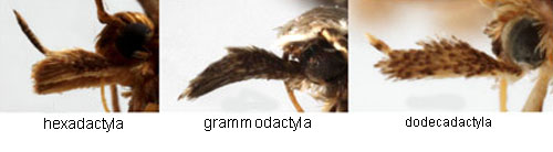 Tryfjädermott Pterotopteryx dodecadactyla