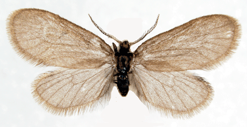Nordisk strsckspinnare Proutia norvegica