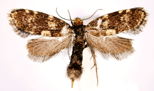 Dubbelsckspinnare Diplodoma laichartingella
