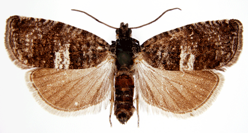Murrig bj�rksolvecklare Pammene obscurana