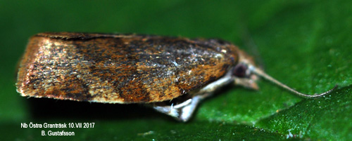 Tandbredvecklare Pandemis heparana