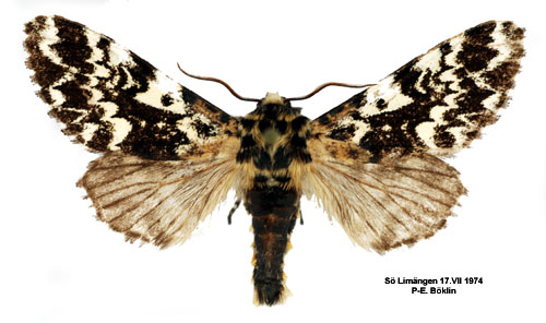 Munkfly Panthea coenobita