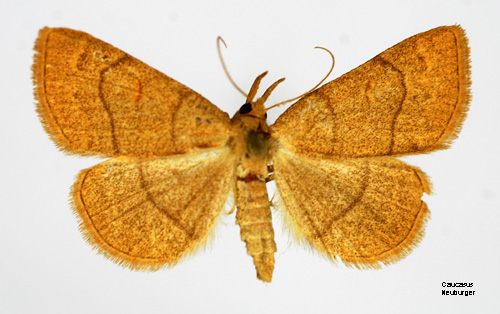 Ockragult sprtfly Paracolax tristalis