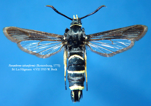 Svart poppelglasvinge Paranthrene tabaniformis