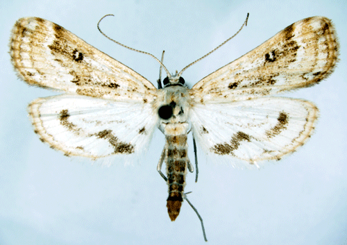 Vattenaloemott Parapoynx stratiotata
