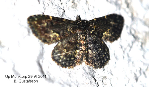 Svampfly Parascotia fuliginaria