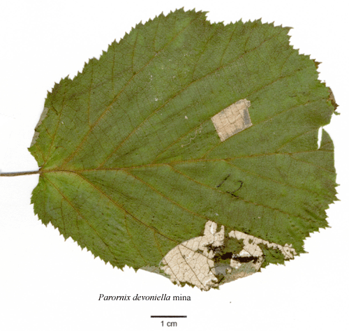 Hasselveckmal Parornix devoniella
