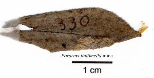 Mindre sl�nveckmal Parornix finitimella