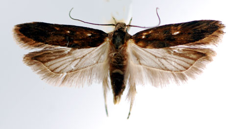 Malvemal Pectinophora gossypiella